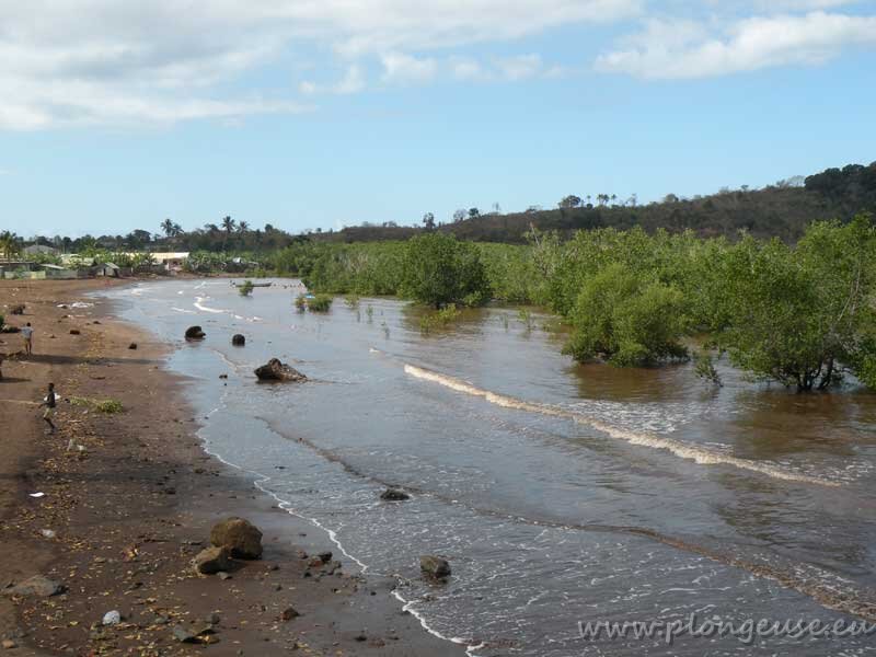 mangrove.jpg